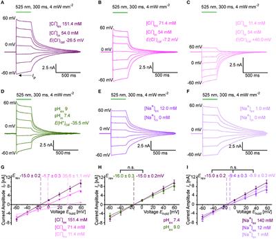 Cardiac Electrophysiological Effects of Light-Activated Chloride Channels